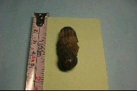 藏品(魚骨)的圖片